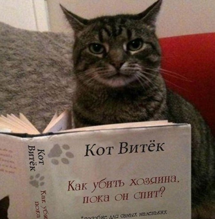 Кот Витёк читает книгу, как убить хозяина пока он спит