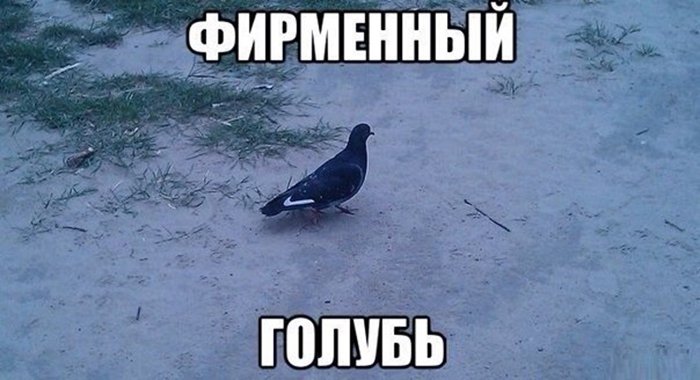 Голубь приколы картинки