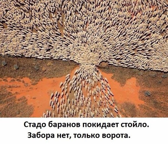 Стадо баранов покидают стойло, а забора нет