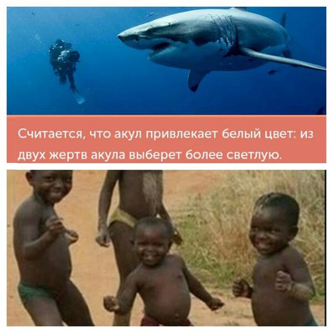 Негры радуются, что акул привлекают белый цвет