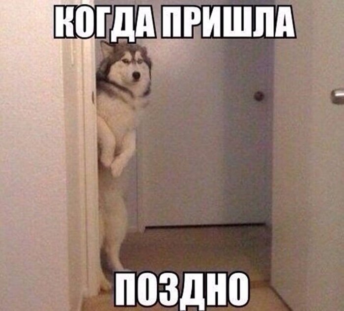 Собака выглядывает из комнаты на двух лапах