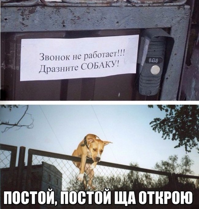 Звонок не работает, дразните собаку