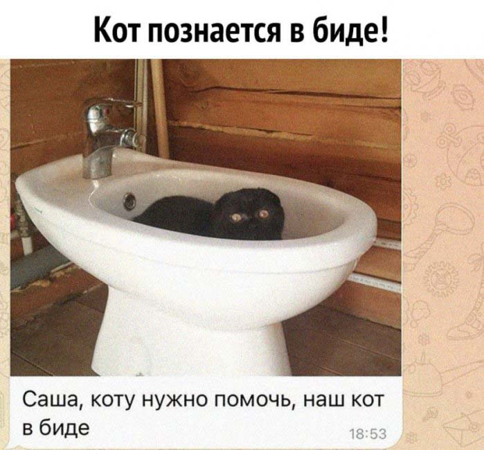 Коту нужна помощь, наш кот в биде