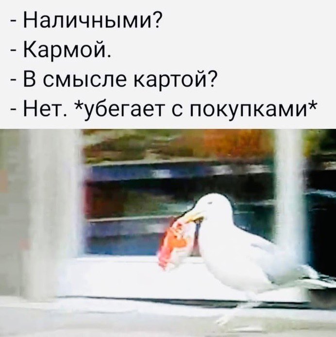Гусь решил расплатиться за покупку кармой