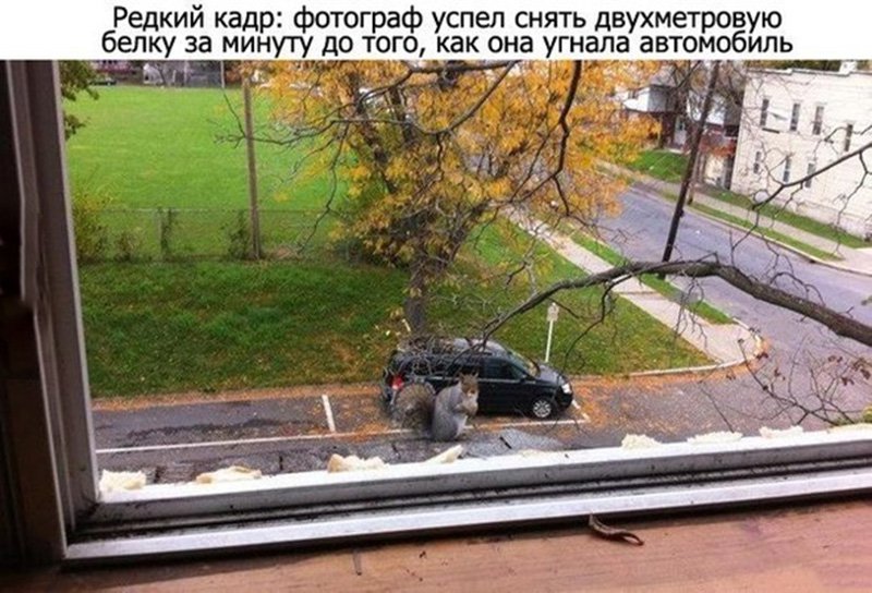 Двухметровая белка угоняет автомобиль