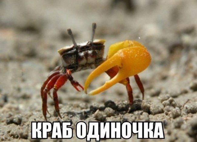 Краб одиночка с огромной клешнёй